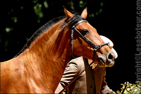 rencontres equestres beaucaire